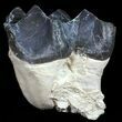 Fossil Brontotherium (Titanothere) Molar - South Dakota #50798-1